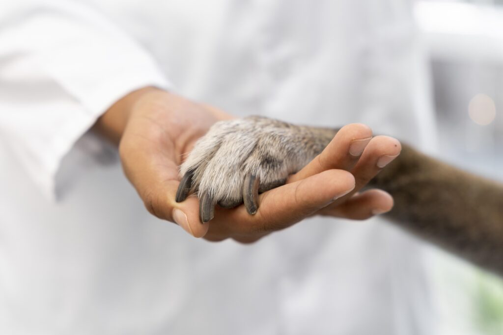 close up hand holding dog paw